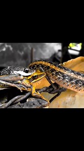 870K views · 7.9K reactions | Cobra snake vs baby frog. Can the frog child escape from the vicious cobra bite. | KUYA HERN | Facebook