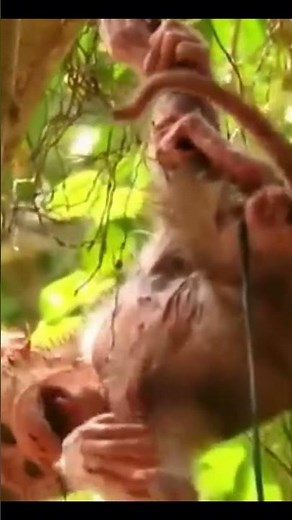 Life of Baboons: Abandoned Baby Monkey Clings To Forest Vines Right After Birth