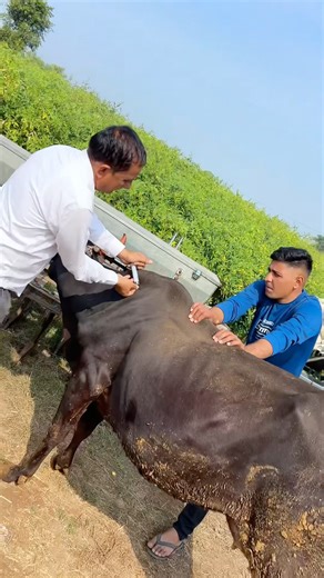 मंडोला गाय की जान ख़तरे में है || 🥹#shorts #minivlog #youtubeshorts #viralshort #trendingvideo