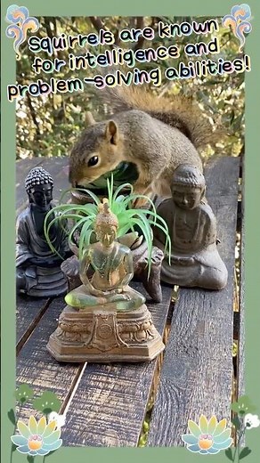Squirrels Are Known For Intelligence & Problem-Solving Abilities | #wildlife #animals #nature #smart