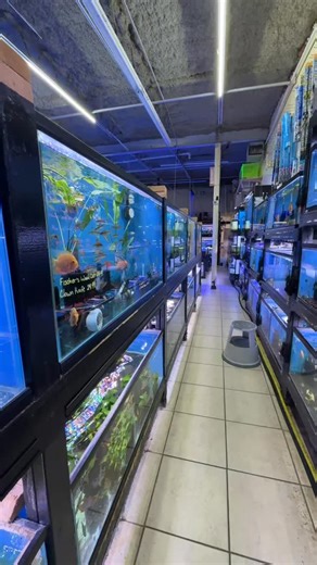 Looking for a snow white fish for the Winter season? Fish Paradise has you covered with our awesome selection of albino fish! ❄️😍 | Fish Paradise (Texas)