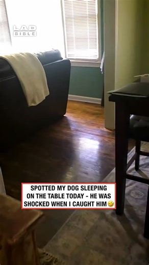 LADbible on Instagram: "Caught red handed 🤣⁠ ⁠ Dogs often choose unusual sleeping spots based on comfort, scent, and a desire to stay close to their humans. Whether it’s wedged behind a sofa, sprawled across a laundry pile, or curled up in the tiniest corner of the room, it’s usually their way of feeling safe and secure.⁠ ⁠ These odd choices can also be instinctual, mimicking den-like spaces or cooler surfaces depending on the weather. While it might look bizarre to us, for them, it’s the perfe