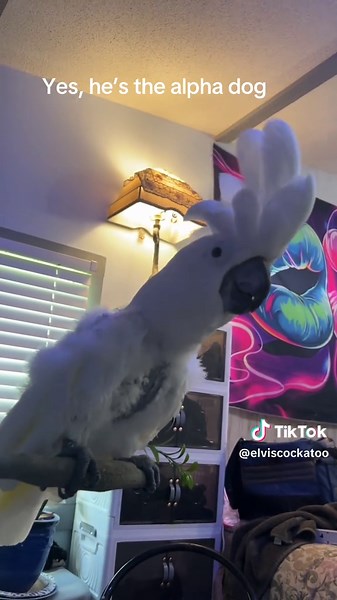 #cockatoolife #fyp #dog Please like follow and share. I’ll follow you back.