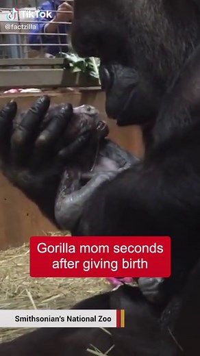 Gorilla mom seconds after giving birth #nature #wow #fyp