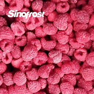 [Hot Item] Sinofrost: Reliable Manufacturer and Exporter of IQF Frozen Whole Raspberries, IQF Frozen Raspberry, Wholes/Crumbles/Brokens