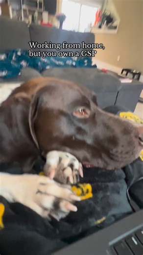 Scottie the GSP on Instagram: "Every excel file is approved by Scottie! #gsp #clingydog #wfh #dogs"