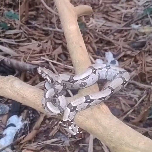 Manejo e Conservação de Répteis e Anfíbios.🐍