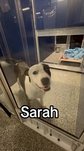 356K views · 4.2K reactions |  Day after day, we watch families walk...