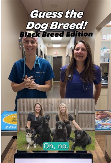 Guess the Breed: Quiz for Black Dog Lovers