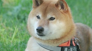 Dog Shibainu Shiba Free Stock Video
