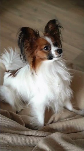 🏠🐶 "5 FUN Indoor Dog Games (Boredom Busters!)