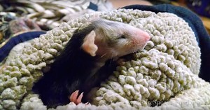 Dog Adopted Orphaned Opossum Years Ago And Still Carries Him Wherever She Goes