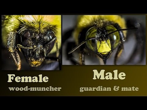 Carpenter Bees Damage Wood by Boring, Male Carpenter Bee