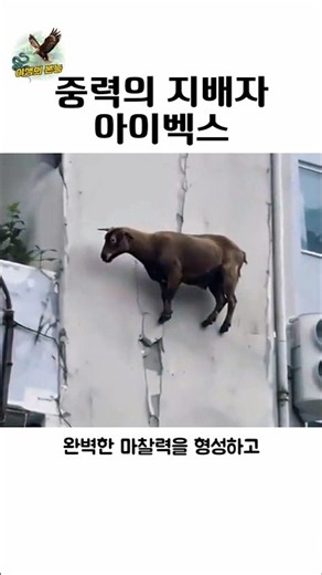 수직 절벽 등반도 가능한 암벽 등반의 달인 아이벡스