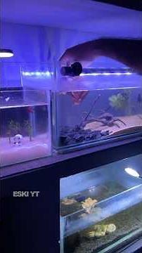 Betta Fish Breeding Set Up! | Galaxy Betta | ESKI YT