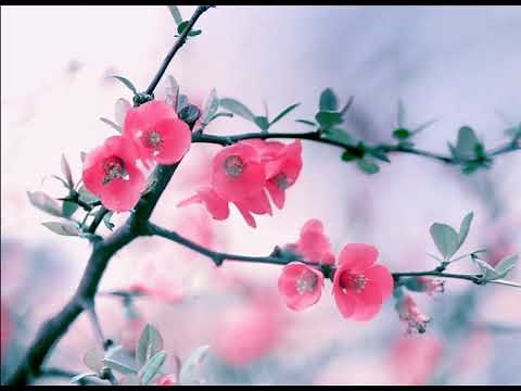 Best of Melodic Techno (Worakls, Einmusik, N'to, Malecka, Teho, Aalson, Nils Andreas, Ben C&Kalsx,)