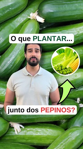 🚨 O que plantar perto dos pepinos? 🤔👇 ▶️ Se queres ter uma boa produção de pepinos, tens de escolher bem as plantas companheiras! 😀 ✅ Boas companhias: • Cebola – afasta pragas com o cheiro forte. • Leguminosas (principalmente feijão e ervilhas) – ajudam na fixação de azoto. • Alface – raízes superficiais, não compete por espaço nem nutrientes. • Milho – funciona como tutor natural para os pepinos treparem. ❌ Más companhias: • Batata – grande competidora por nutrientes e atrai pragas subterrâ