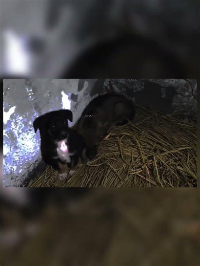 mare gher ma new dog ki antri hui 🥰