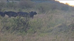 Lion Hunting Strategies | Maurice Tirason Tira