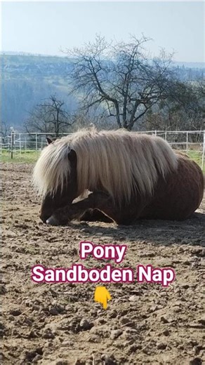 Pony Sandboden Nap ☀️🐴 #pferde #pony