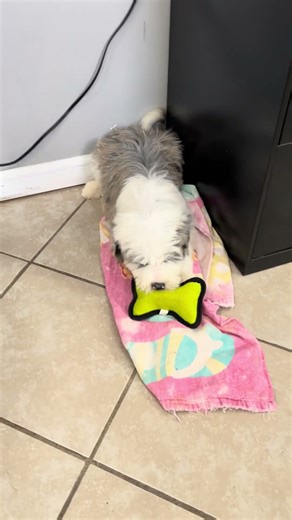 Mini Sheepadoodle- Prairie Hill Puppies - Marcie