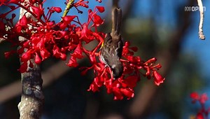 "Some of the birds you pick up fairly easily, like the parrots, and the kookaburra — anyone can do that. But the willy wagtail took me years of practice." http://ab.co/2jBVQR3 | ABC News