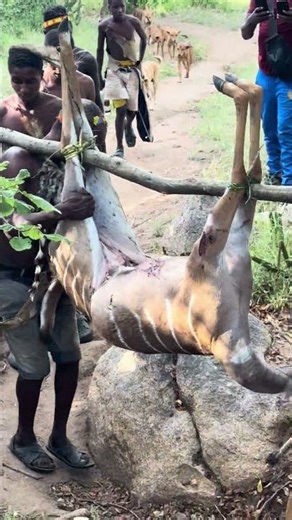 Life of the Hadzabe: Carrying Antelope After the Hunt