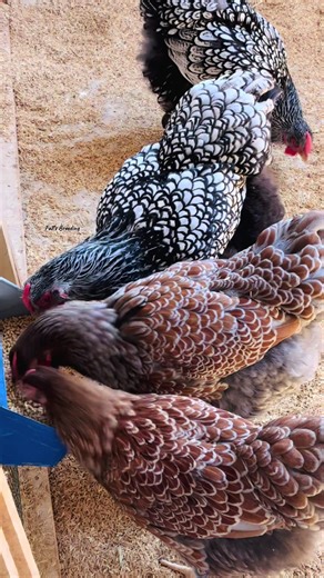 Fall’s Breeding of Cochincaille Chickens