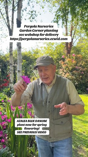 #add WEBSHOP https://pergolanurseries.ecwid.com Azalea Japonica Blue Danube ..Hardy Evergreen Dwarf Shrub for pots or beds smothered in cerise to purple flowers in spring.Good in pots or beds . Planting time is from now . Available in WEBSHOP https://pergolanurseries.ecwid.com ALL IRELAND DELIVERY 🚚 32 Counties Pergola Nurseries Garden Corner, Virginia, Co Cavan “A gardeners oasis of quality plants “ Open Tuesday to Saturday 10.3-5 Open Sundays 2-5 #fyp #grow #garden #gardening | Pergola Nurser