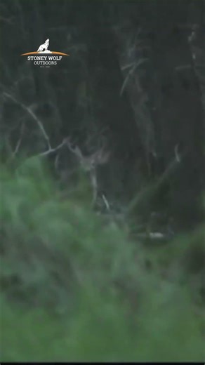 Why You're Not Seeing Mature Bucks: The Secret to Postseason Scouting