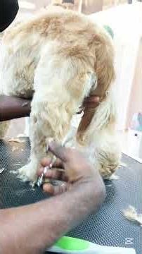 How to properly trim cocker spaniel #howto #grooming #yourdog #pets