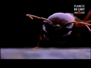 Documentaire | Les fourmis tueuses