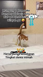 189K views · 1.5K reactions | Mumpung belum pake Pampers Pipis aja dulu 浪 #video #real #viral #cats #catty #cute #catlovera #kitten #funny #Kucingpinter #Kucinglucu #interaksi #instagram #fbpro #fbprofesional #fyp #pengikut #jangkauanluas #sorotan #publik | Ir Skuyy | Facebook