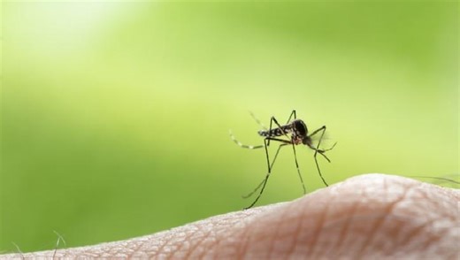 DOH expecting a big dengue outbreak in 2025