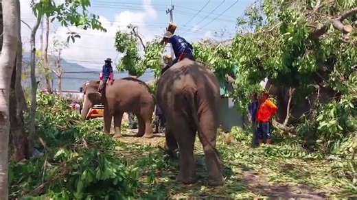 Elephants help with storm recovery in Thailand work by removing debris