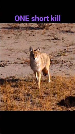 😱Fast & Clean Coyote Kill Shot#wildlife #hunting #coyote