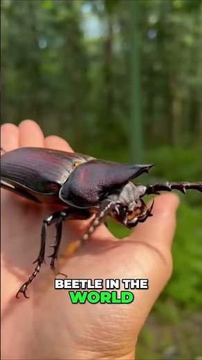 The Largest Beetle in the World! 🪲😱 | Titan Beetle Up Close