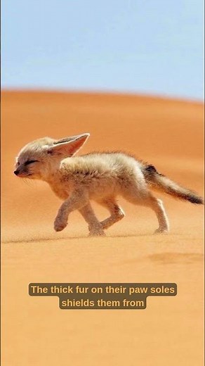 The FENNEC FOX! #theknowledgevault #science #education #facts