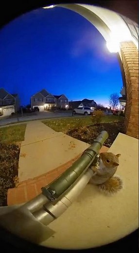 Squirrel Goes Full War Mode! Hilarious Rocket Launcher Prank on Doorbell Cam