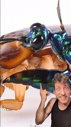 The Emerald Cockroach Wasp is TERRIFYING