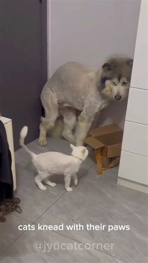 Understanding Cat Behavior