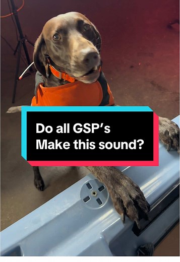 Understanding the Unique Sounds of German Shorthaired Pointers