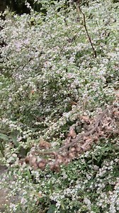 I used to dig this "weed" out. It's not a weed at all. This is calico aster, a native in our area that blooms in late summer through fall. On this day, I walked past it and it was literally moving - so filled with various bees and wasps that I had to sit and watch. It's a prolific re-seeder, so I'll be pulling some so it doesn't block out my early bloomers! My phone camera caught some of the insects. | Modern Pioneer | Facebook