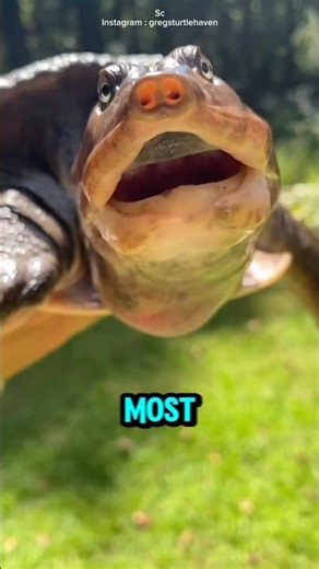 This animal is not poisonous.....