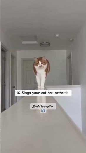 10 Signs Your Cat Has Arthritis 😿Is your cat hiding pain ?#catshealth #felinehealth#cathealth#shorts