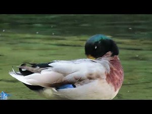 beautiful duck colors