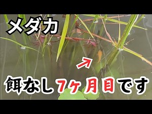 メダカの餌なし何日耐えられるのか？【オレンジメダカの睡蓮ビオトープ】