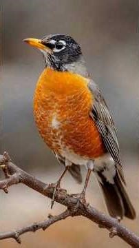 American Robin – The True Sign of Spring in America 🇺🇸 | Bird Facts 🌸🐦 #americanrobin #wildlife