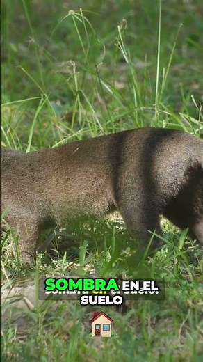 Jaguarundí: El Gato Salvaje Más Extraño de América #curiosidades