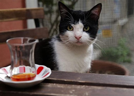 22 of the Best Movies About Cats, from ‘Keanu’ to ‘Aristocats’